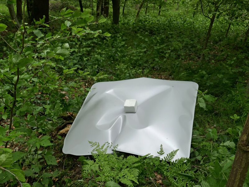 File:Greyberry im Wald 2.jpg